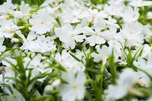 Macro shot of blooming white creeping phlox flowers creating a beautiful spring nature background