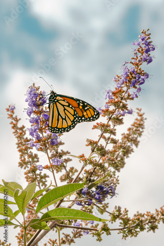 beautiful monarch butterfly feeding on purple chaste tree blossoms against a soft, cloudy blue sky. Inspiring vertical macro shot of wild insect pollinating vibrant garden flowers in summer.