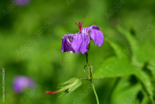Blüte eines Storchschnabels bei Trockenheit