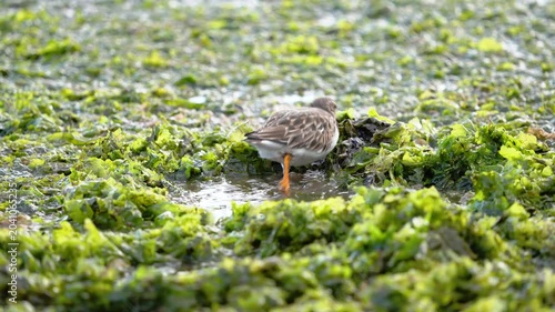 Small shorebird searches for food among aquatic vegetation in shallow wetland water. High quality 4k footage