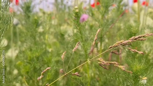 Low‑Angle Poppy Field View Toward Sky — Dramatic Floral Perspective