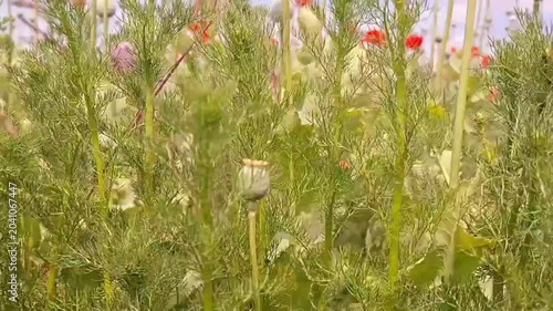 Low‑Angle Poppy Field View Toward Sky — Dramatic Floral Perspective