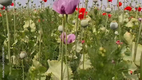 Left‑to‑Right Poppy Field Pan — Calm Scenic Nature Footage