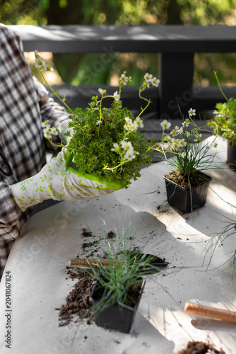 Schilderij op canvas A gardener performs seedling propagation and transplanting on a work table outdo
