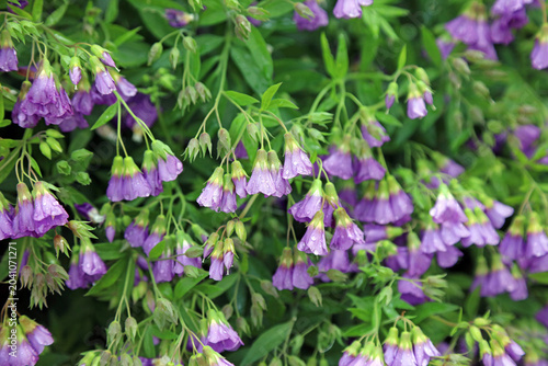 Macro image of Jacob's Ladder blooms covered with rain drops, Derbyshire England
