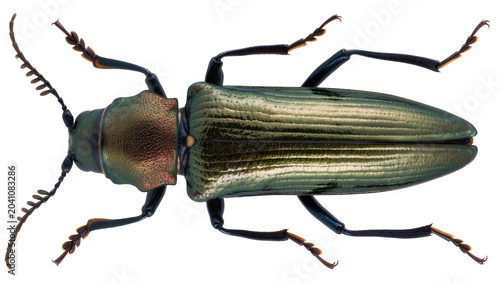 Fotografija Metallic green beetle with segmented antennae and legs