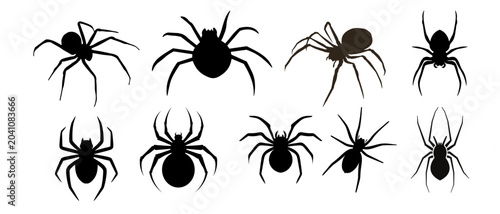 Bild auf Leinwand Spiders black silhouettes set isolated on white background