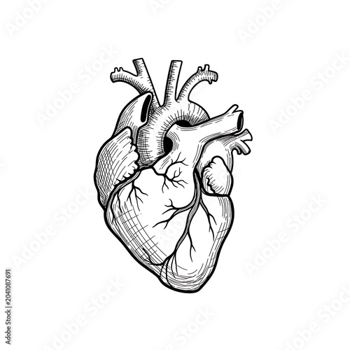 Detailed Anatomical Heart Illustration Isolated on White Background