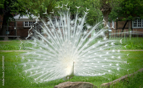 a majestic white peacock displaying its beautiful plumage