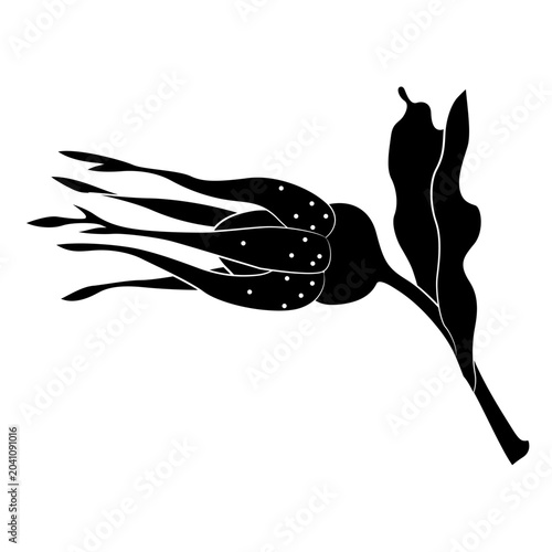 Single bud of wild rose. Floral design. Black and white silhouette.