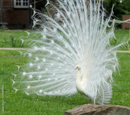 a majestic white peacock displaying its beautiful plumage in profile