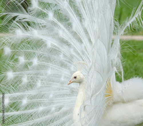 a majestic white peacock displaying its beautiful plumage in profile