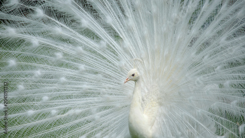 a majestic white peacock displaying its beautiful plumage