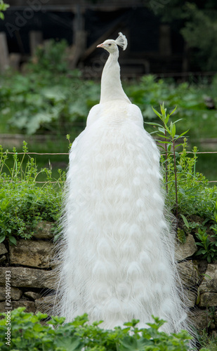 a majestic picture of a white peacock with its beautiful long tail plumage