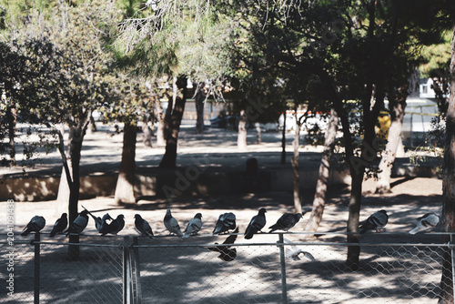 Tablou pe pânză Pigeons sur la clôture du parc