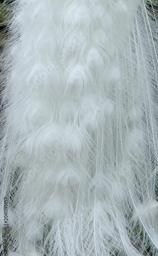 a majestic picture of a white peacock with its beautiful long tail plumage