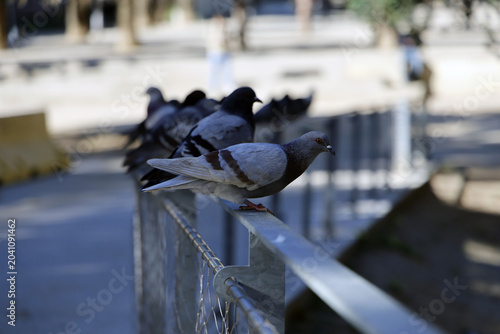 Photography Pigeons sur la clôture du parc