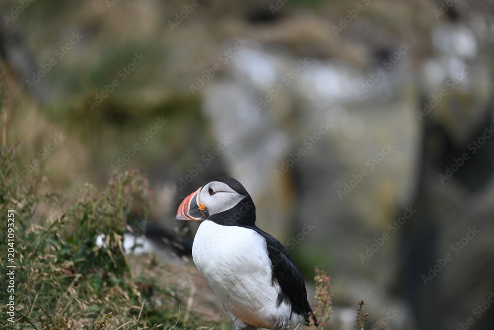 Fototapeta premium Atlantic Puffin