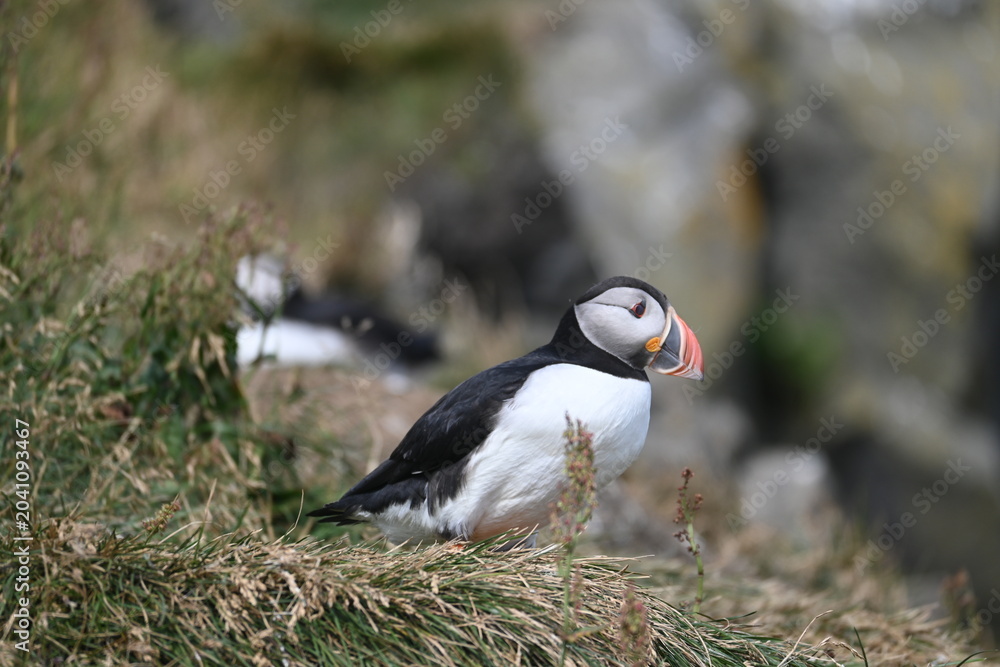 Obraz premium Atlantic Puffin