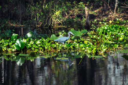 Little Blue Heron in a Lush Wetland