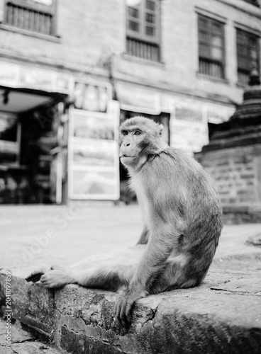 Monkey Sitting on a Street in Kathmandu Nepal Black and White Photography
