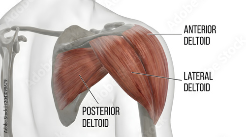 Anatomical illustration of the human shoulder muscles, highlighting the anterior, lateral, and posterior deltoid sections