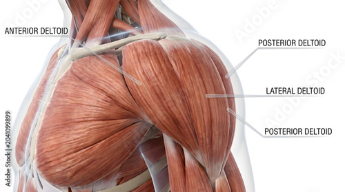 Vivid three-dimensional illustration detailing the human shoulder anatomy, highlighting the deltoid muscle group for educational and scientific visualization purposes, crucial for medical study