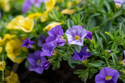 Purple and white purple flowers blooming in a garden in spring and summer nature closeup of blossoms and petals
