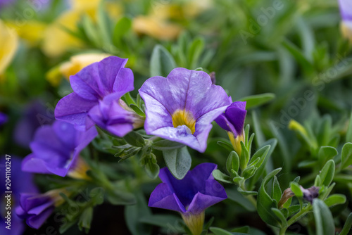 Foto Purple and yellow flowers with violet blossoms in a spring garden showing pansie
