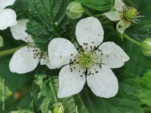 white flowers in the garden