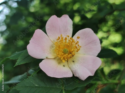 pink rose flower