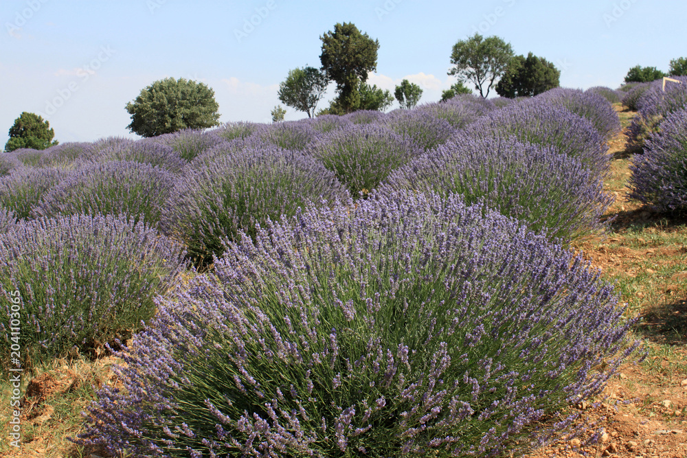 Obraz premium A lavender farm in Turkey.