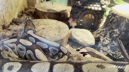 Ball python coiled in an indoor terrarium enclosure