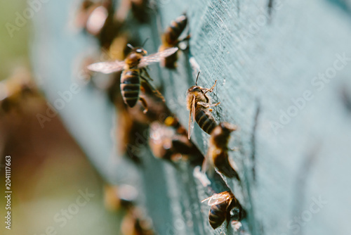 Foto Honey bees diligently working entering beehive apiary