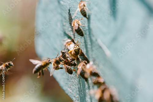 Bild auf Leinwand Honeybees entering wooden hive collecting pollen