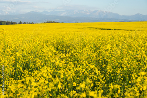 Rapeseed Field with Tatra Mountains in Spring, Poland