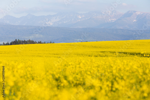 Blooming Rapeseed Field with the Tatra Mountains and Snow-Capped Peaks in Spring