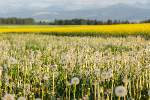 Dandelion Meadow with Blooming Spring Field and Mountains in the Distance