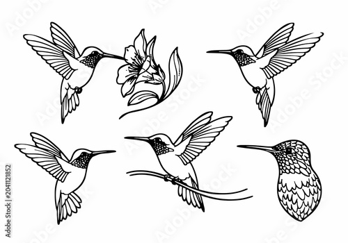 Tableau sur toile Hummingbird Illustration Set with Flying Birds and Flower Detailed Outline on Wh