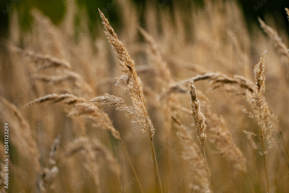 Obraz premium Dry grass plumes sway in a golden field, soft-focus close-up capturing autumnal texture and warm sunlight, evoking a tranquil rural breeze and peaceful seasonal mood