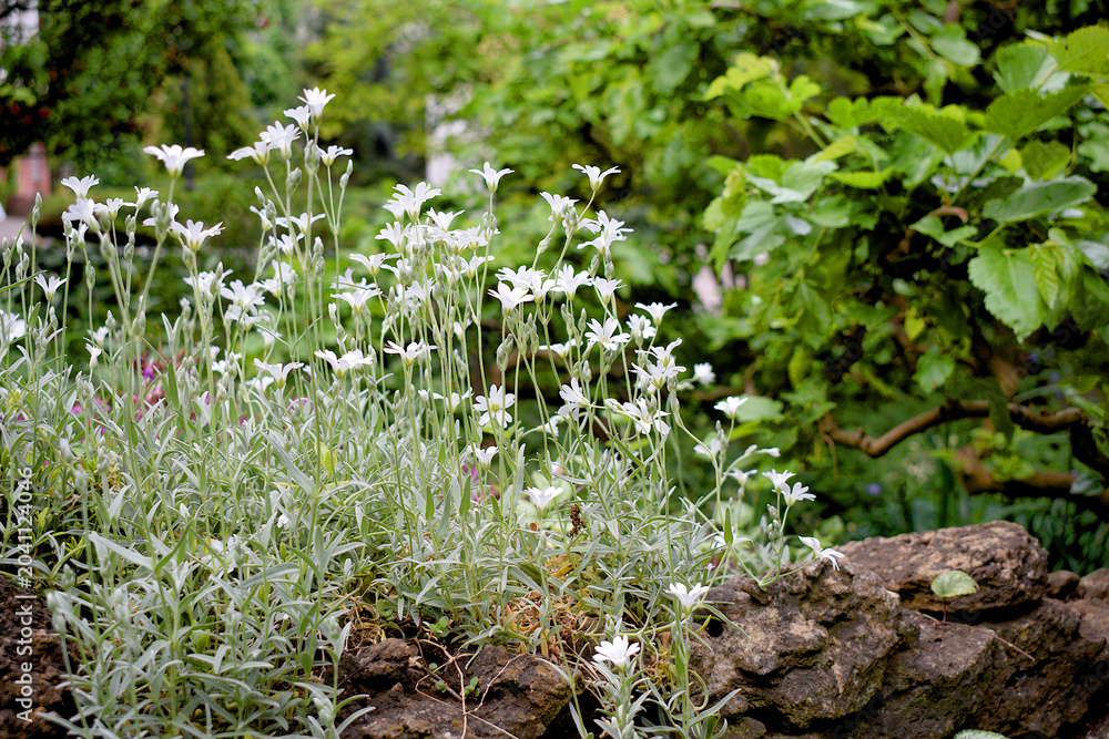 Fototapeta premium Small white ground cover flower Snow-In-Summer in the park.