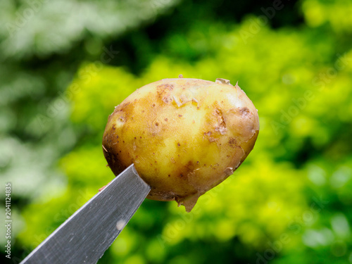 Jersey Royal. Potato being peeled with a knife outdoors