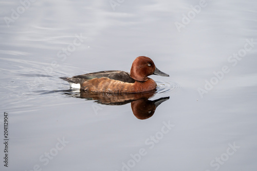 Canvas Print Ferruginous duck (Aythya nyroca) photographed in Spain