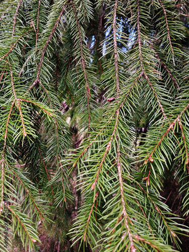 Cuadro en lienzo Background of branches with needle-like leaves characteristic of a coniferous tree