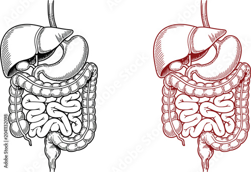 Εκτύπωση καμβά Human digestive system, intestinal anatomy, gut health, medical illustration, or