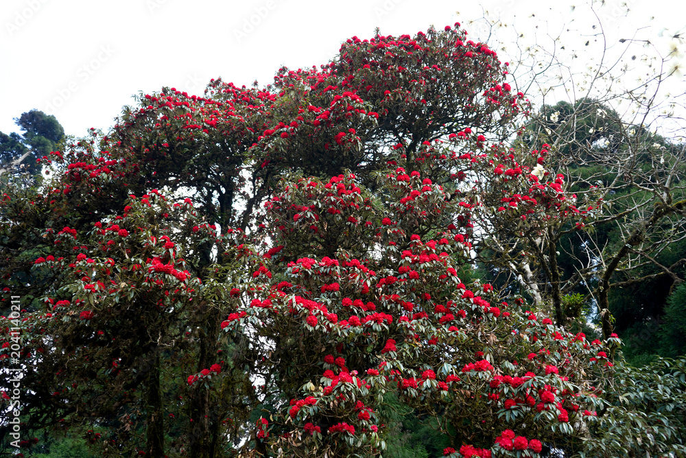 Naklejka premium Blooming red Rhododendron tree in the Himalayas captured in Darjeeling