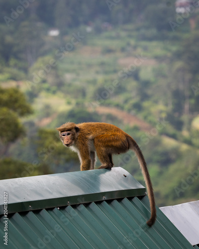 Photography Toque Macaque Monkey on a Tin Roof Above Terraced Hills Sri Lanka
