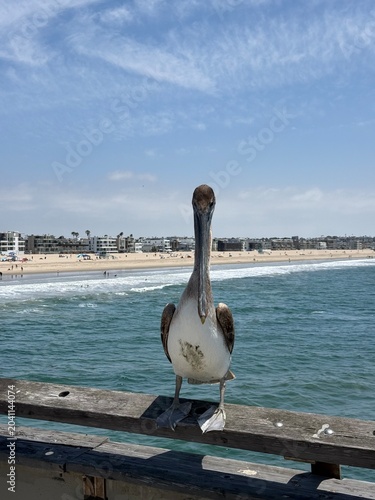 swan on the pier