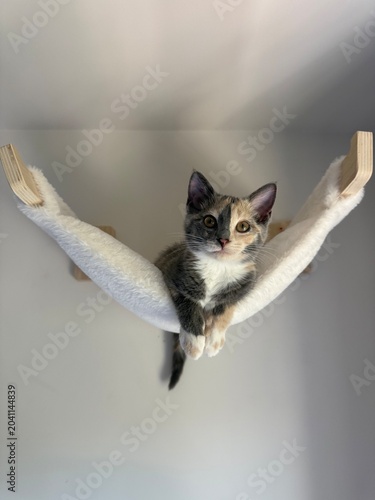 cat on hammock