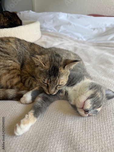 cats napping together